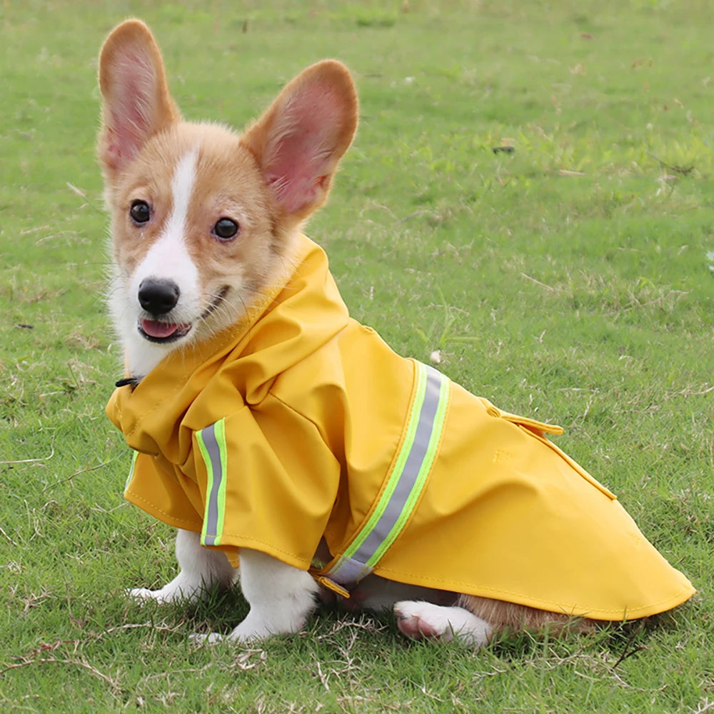 Cane Pioggia Classico